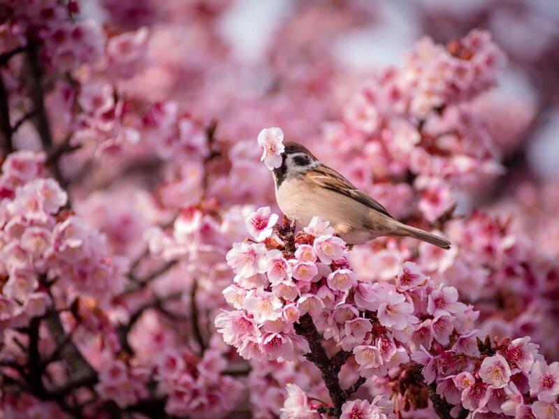 Sparrow on Cherry Blossoms — Pink