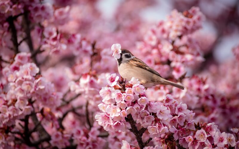 Sparrow on Cherry Blossoms