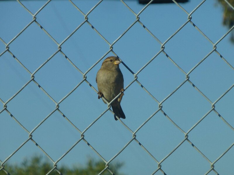 Sparrow on Fence