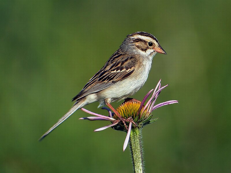 Sparrow on Flower