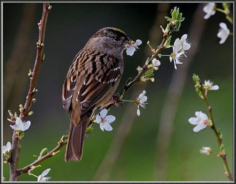 Sparrow on Flowering Branch — Brown