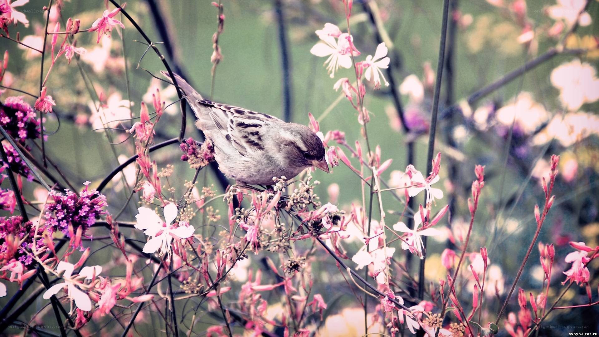 sparrow on flowering branch