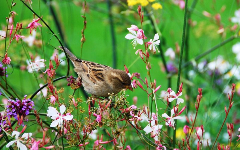 Sparrow on Flowers — Green