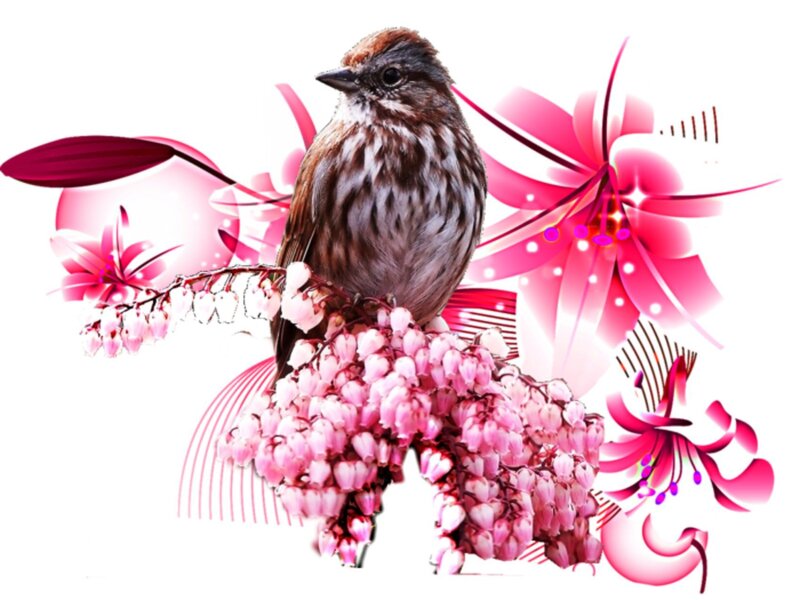 Sparrow on Flowers