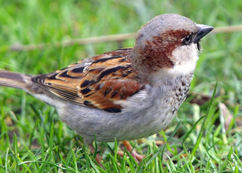 Sparrow on Grass
