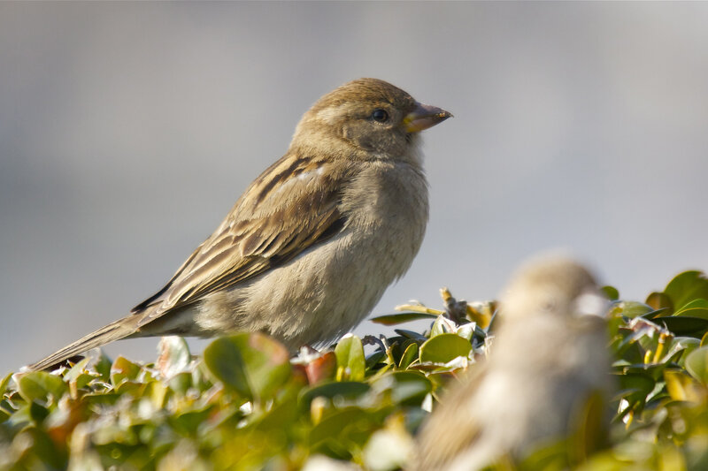 Sparrow on Green Bush