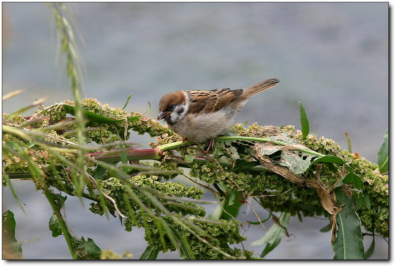 Sparrow on Green Plant