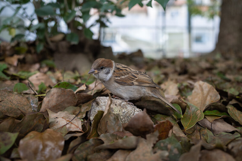 Sparrow on Ground