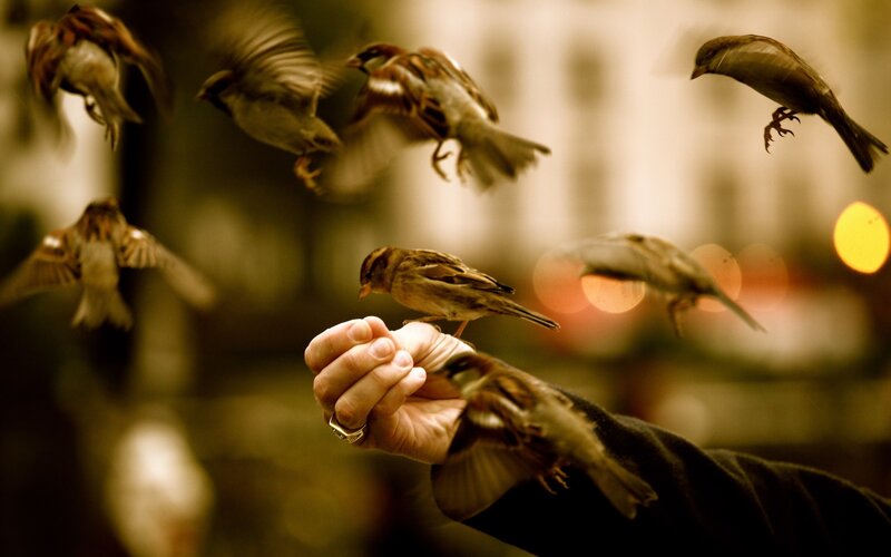 Sparrow on Hand — Brown