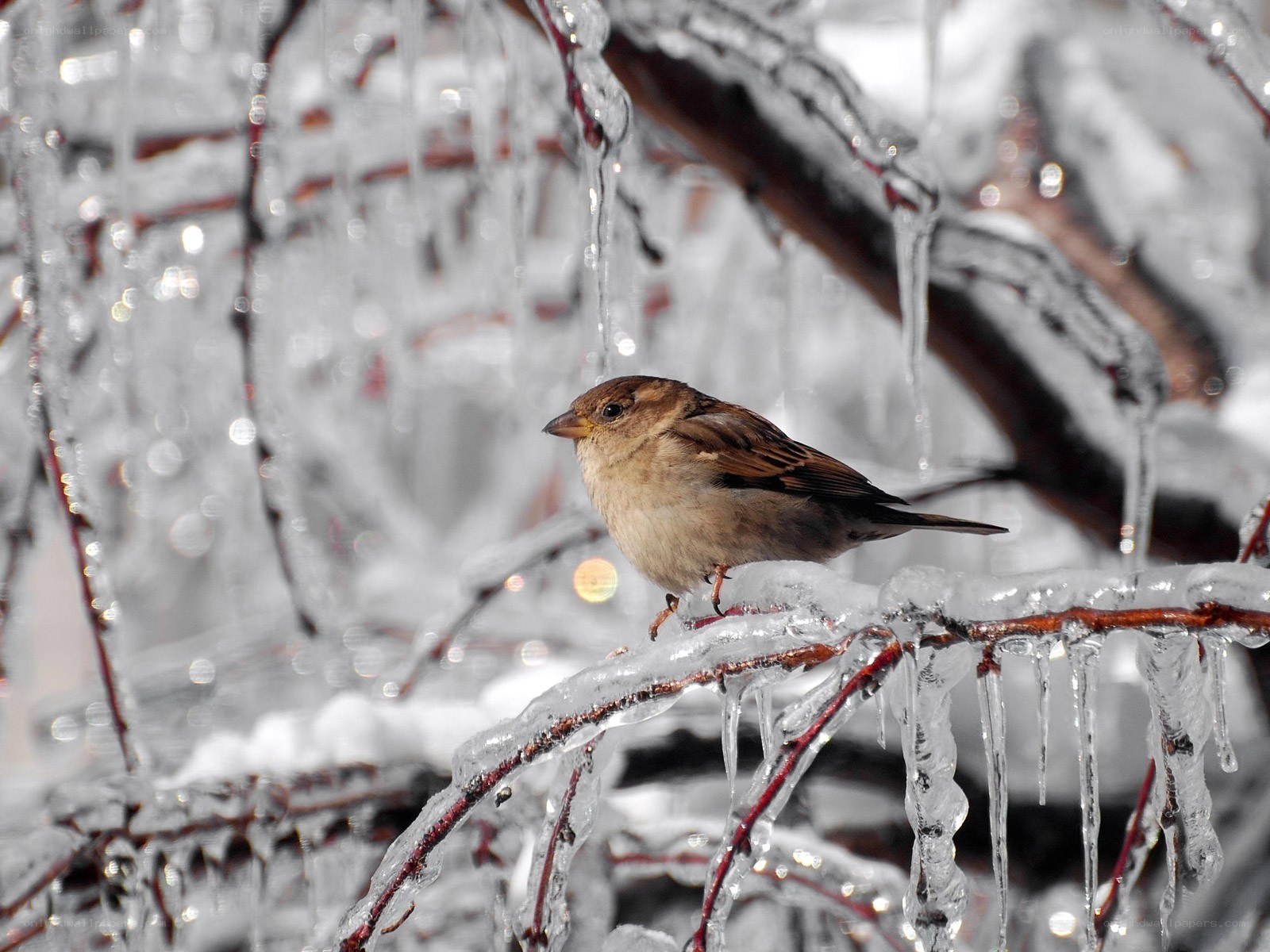 Sparrow on icy branch
