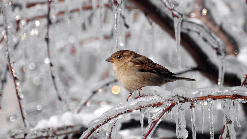 sparrow on icy branch