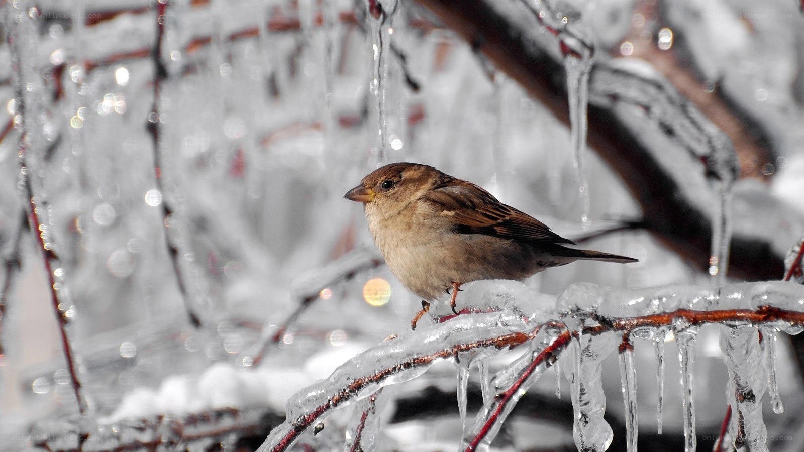 sparrow on icy branch