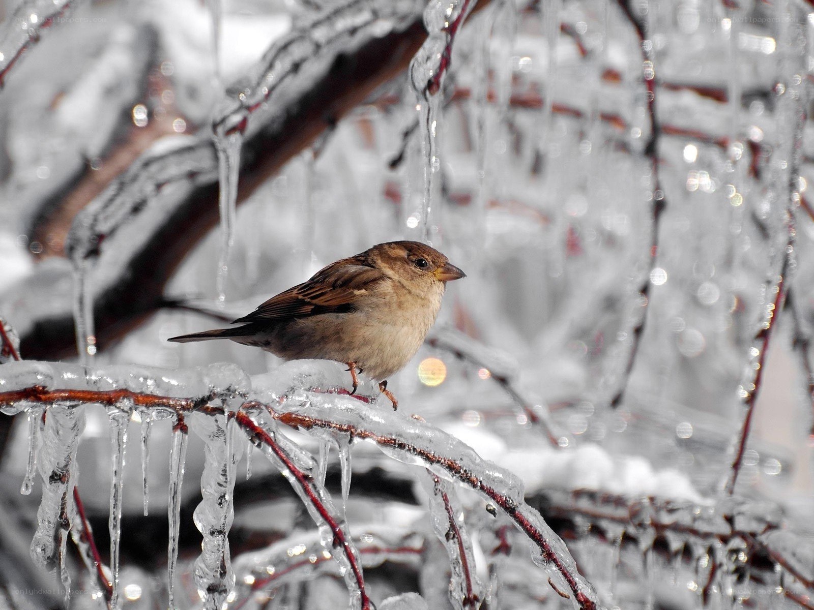 Sparrow on icy branch