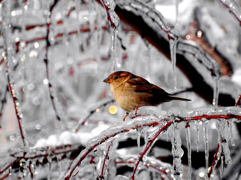 Sparrow on Icy Branch — Brown, Cold