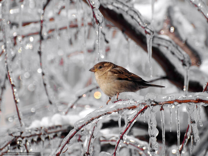 Sparrow on icy branch