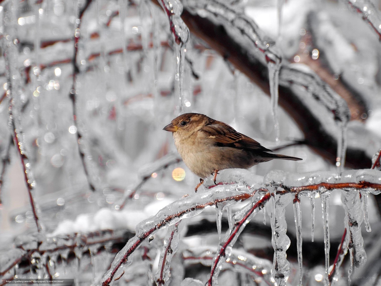 Sparrow on icy branch