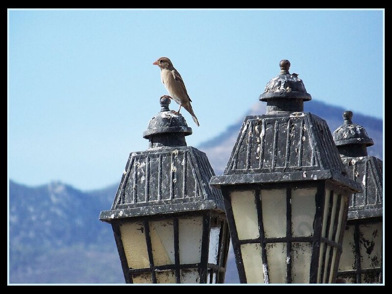 Sparrow on Lamp Post