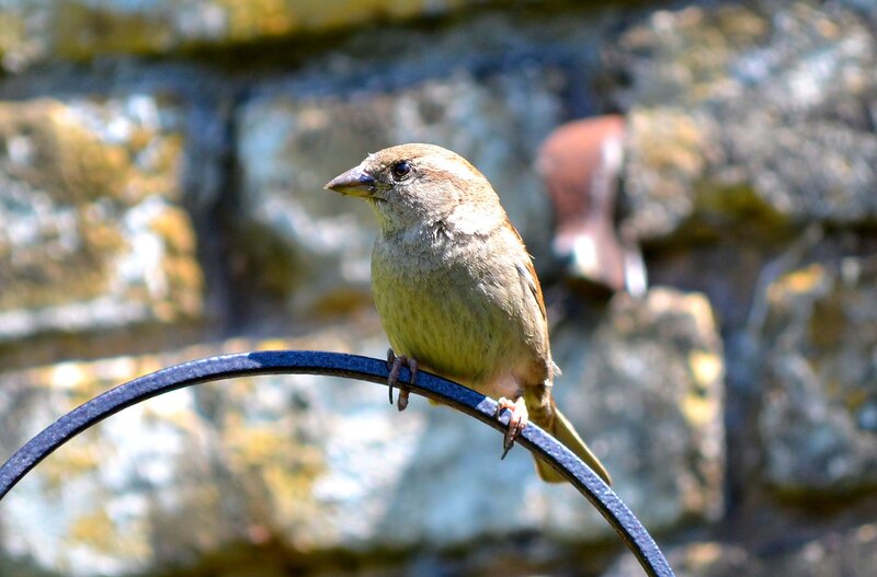 Sparrow on Metal Bar — Brown
