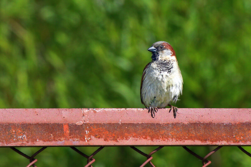 Sparrow on Metal Bar