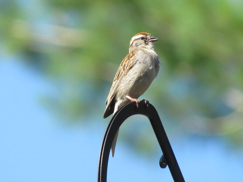 Sparrow on Metal Rod