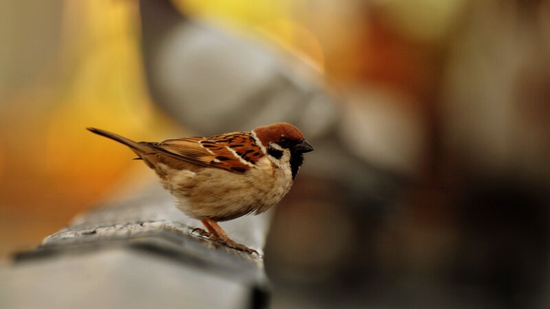Sparrow on Metal Surface