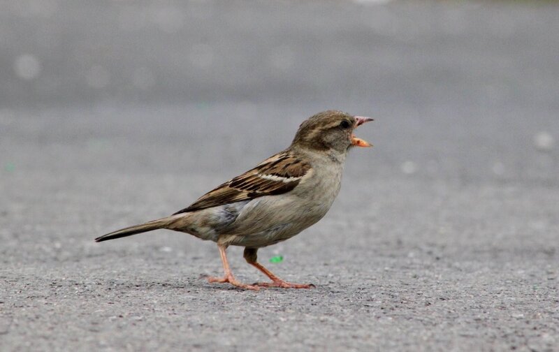 sparrow on pavement
