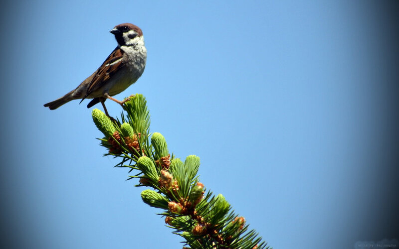 Sparrow on Pine Branch — Blue, Serene