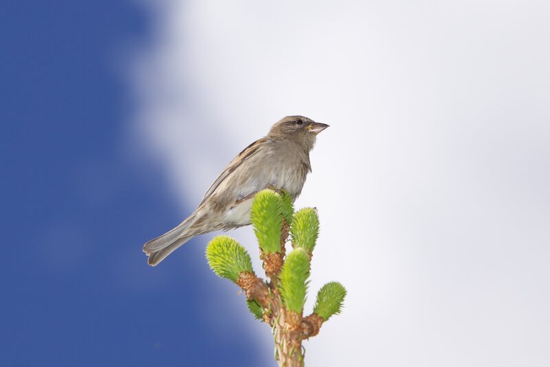 Sparrow on Pine Branch — Blue
