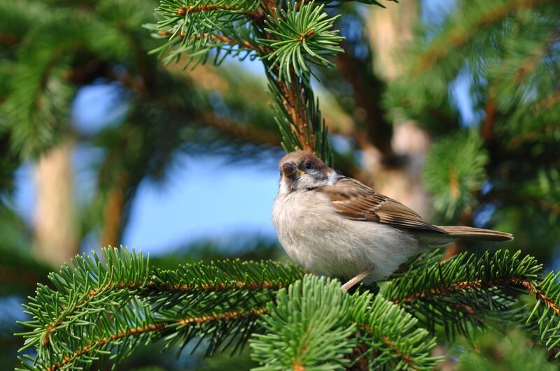Sparrow on Pine Branch — Green, Calm, Afternoon, Photograph, Pine Tree