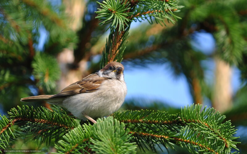 Sparrow on Pine Branch — Green, Calm, Afternoon