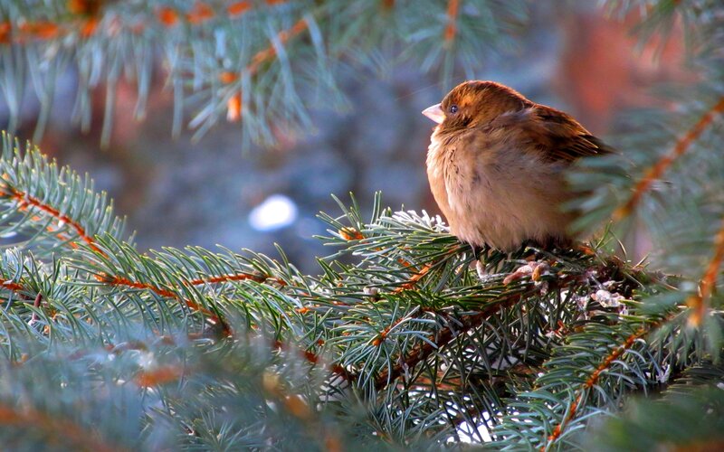 Sparrow on Pine Branch — Green, Calm