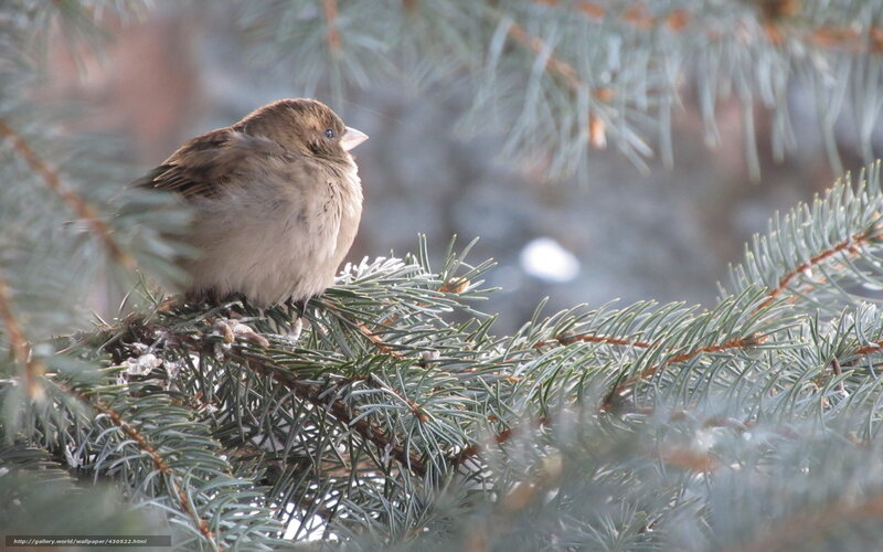 Sparrow on Pine Branch — Green, Calm, Winter, Photograph