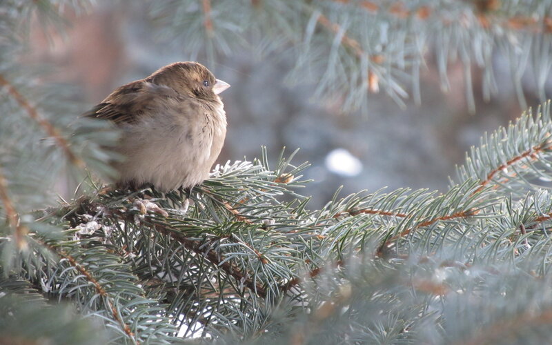Sparrow on Pine Branch — Green, Calm, Winter