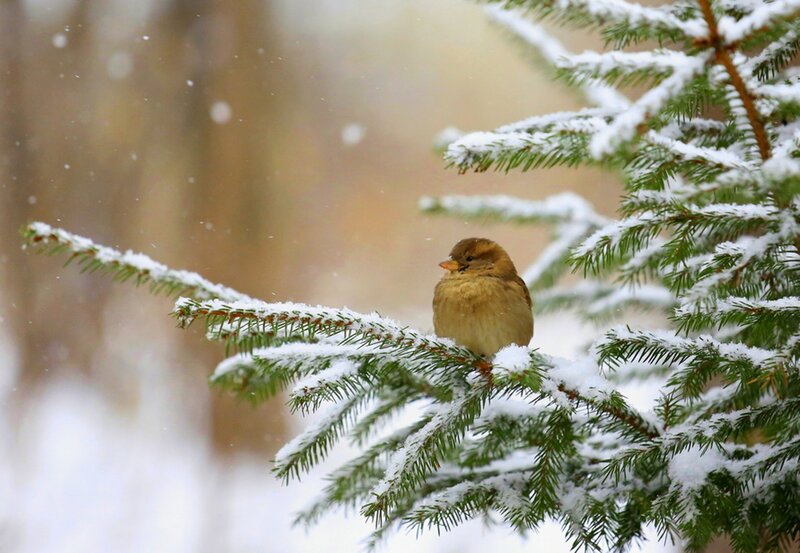 Sparrow on Pine Branch — Green, Serene