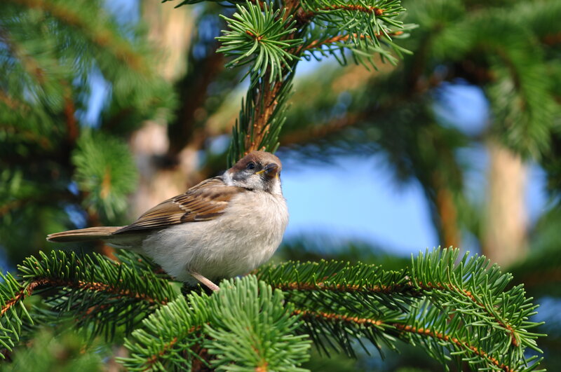 Sparrow on Pine Branch
