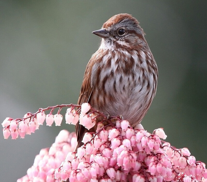 Sparrow on Pink Flowers