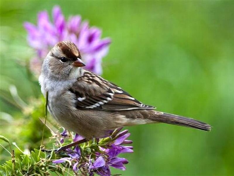Sparrow on Purple Flower