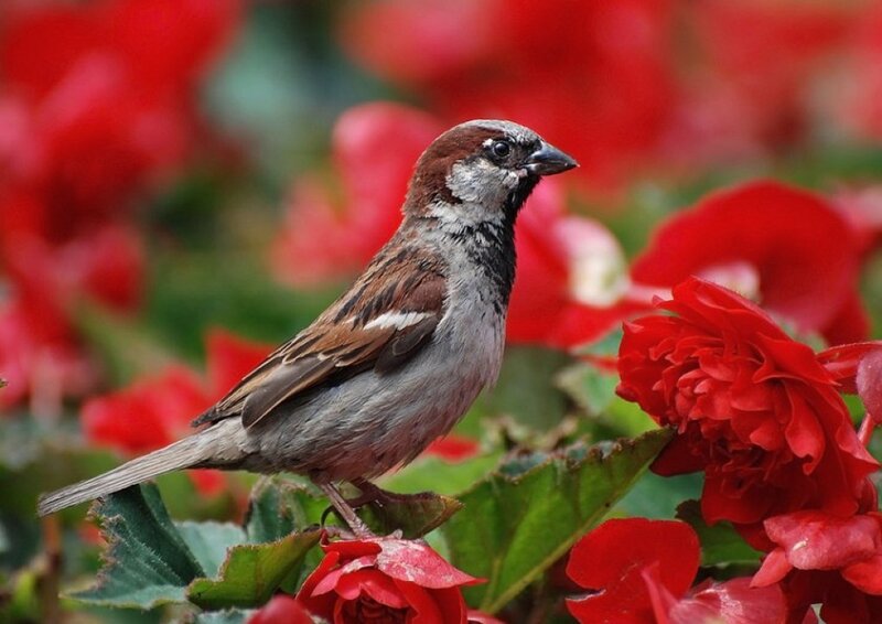 Sparrow on Red Flowers