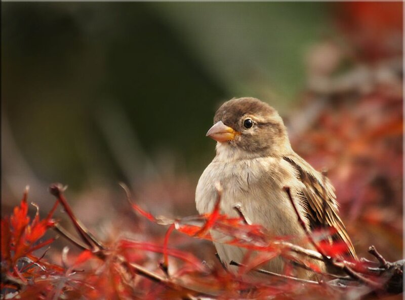 Sparrow on Red Leaves