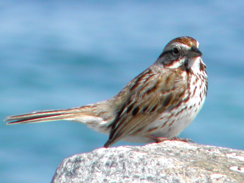Sparrow on Rock — Blue