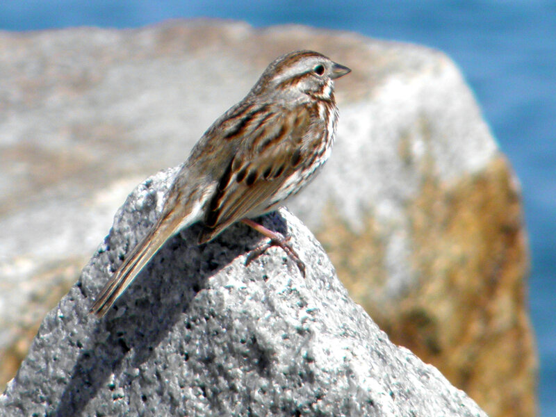 Sparrow on Rock — Gray