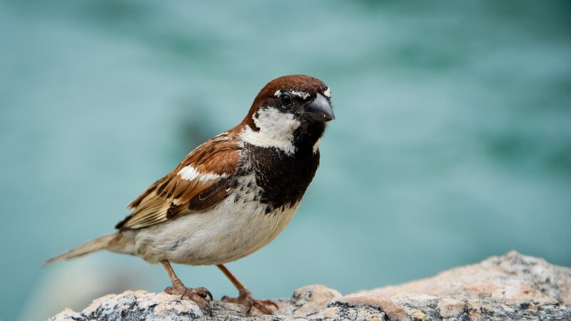 Sparrow on Rock