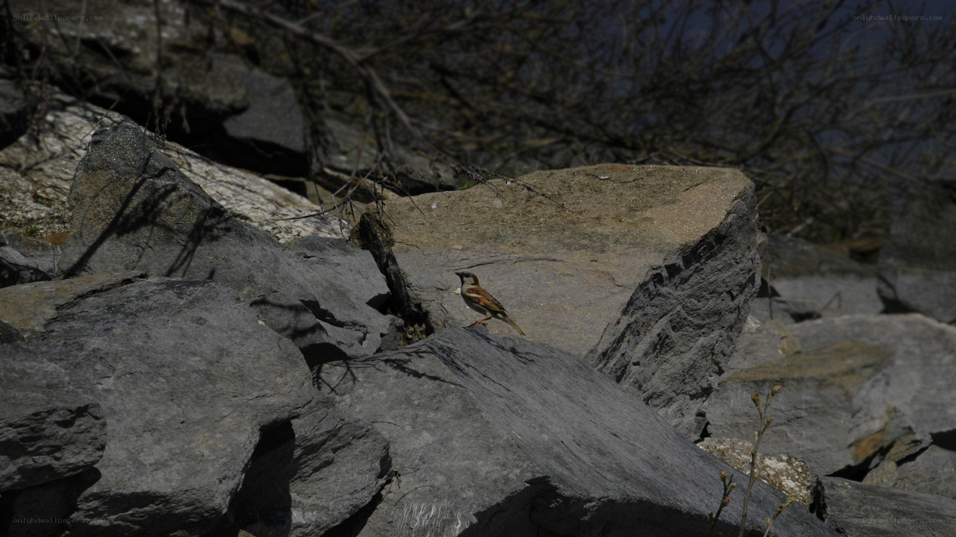 Sparrow on rocky terrain