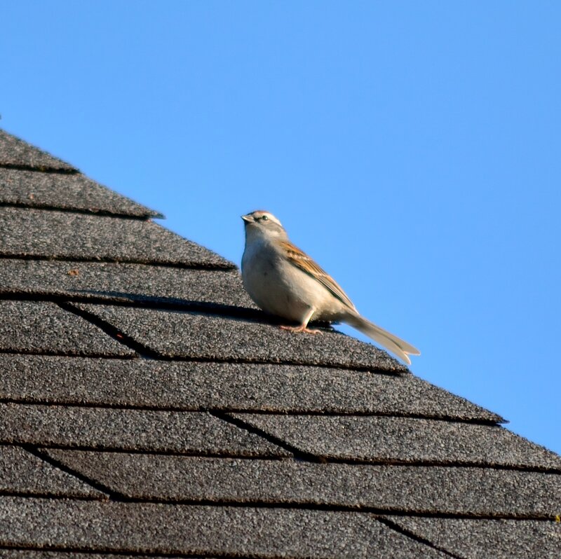 Sparrow on Roof — Blue