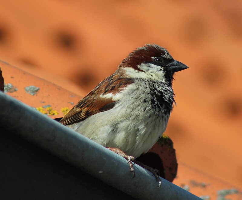 Sparrow on Roof — Brown
