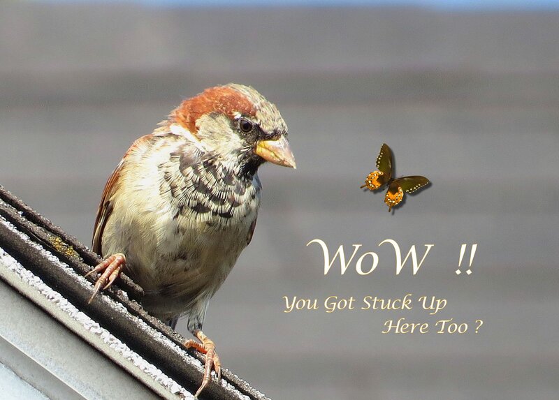 Sparrow on Roof Edge — Brown, Calm