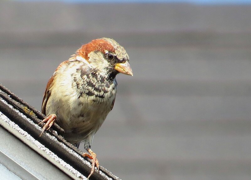 Sparrow on Roof Edge — Brown