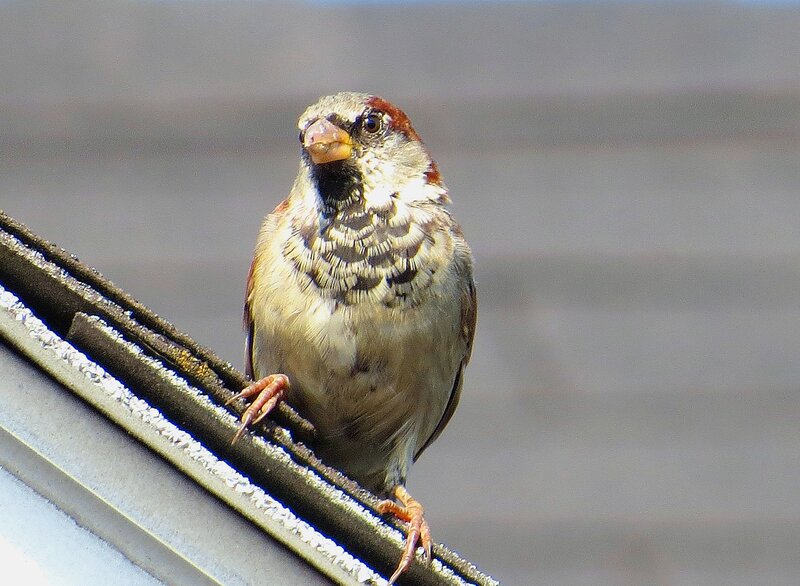 Sparrow on Roof Edge