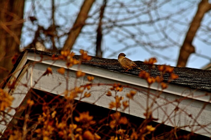 Sparrow on Roof