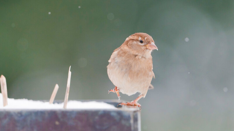 Sparrow on Snow